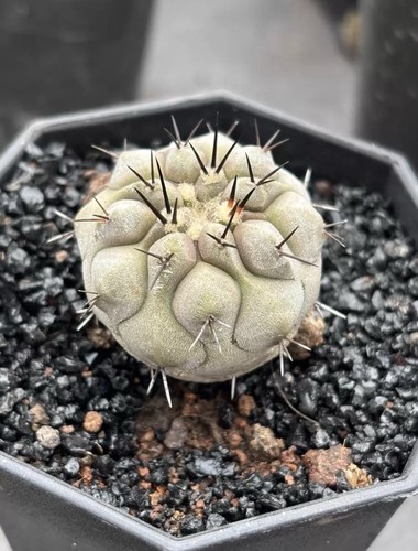 Vendita rara cactus - 3,9,