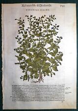 Stampa antica MATTIOLI MATTHIOLI erbario VERONICA botanica 1585 Antique print