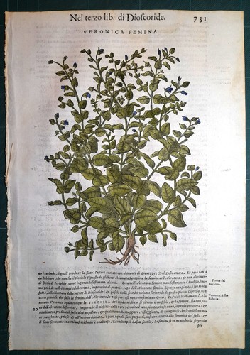 Stampa antica mattioli - stampa,