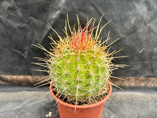 Ferocactus alamosanus cactus - alamosanus,