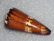 Conus generalis amazing colour - generalis,
