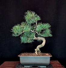 BONSAI DI PINO BAMBINA PINUS