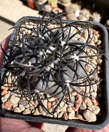 Copiapoa griseoviolacea radici - copiapoa,