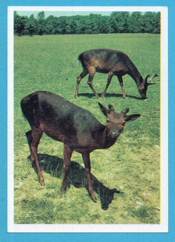 Animali tutto il - animali,