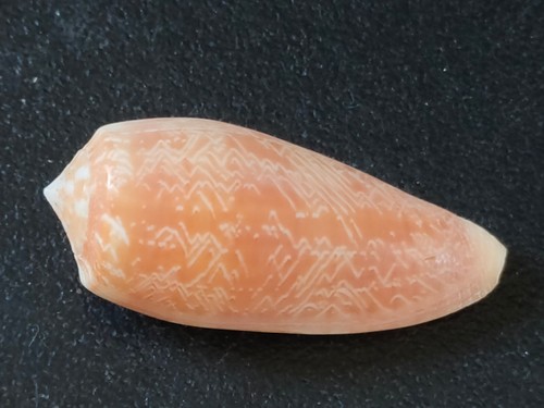 Conchiglia shell conus - shell,