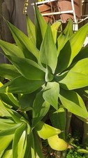 Agave Attenuata - 1 pollone