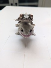 Drago Barbuto Geco Giapponese