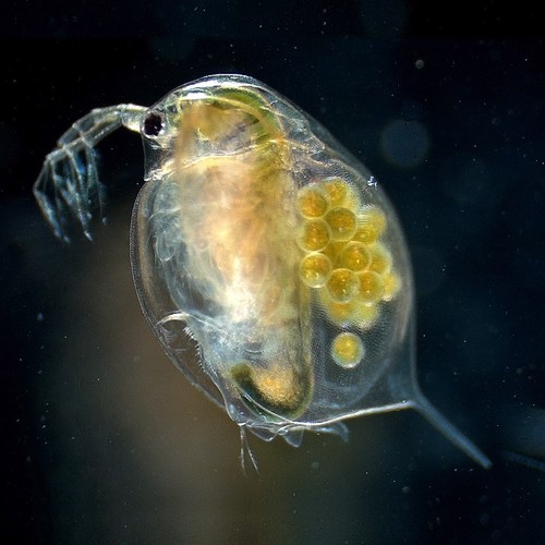 Daphnie daphnia magna - daphnie,