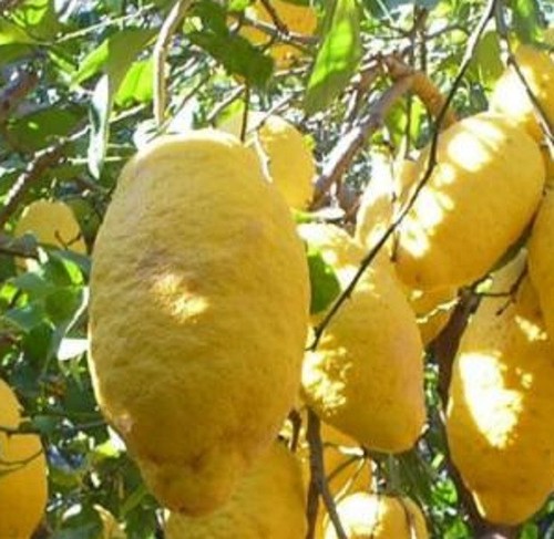 Albero cedro - albero,