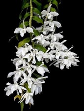 Dendrobium anosmum var. alba