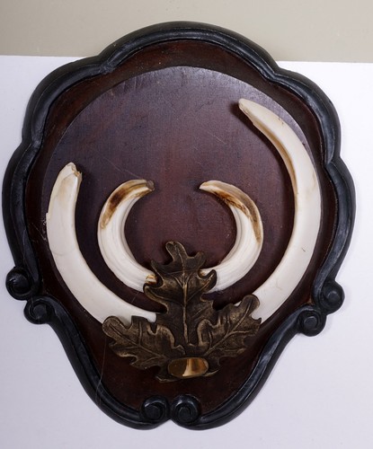 Bellissimi trofeo denti - denti, di