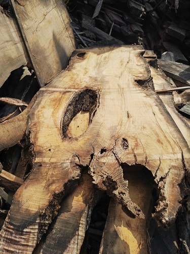 Tavole legno ulivo - in, di