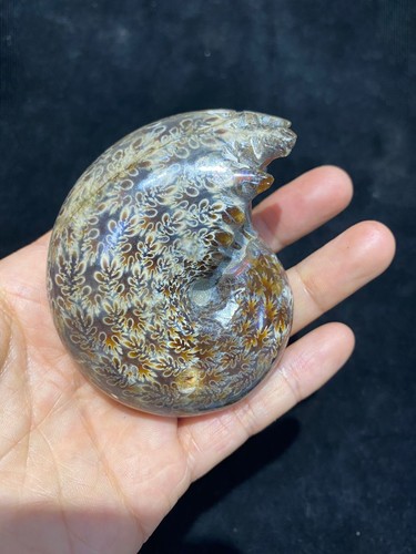 Conchiglia fossile ammonite - di,