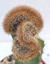 Haageocereus acranthus cristate RARE