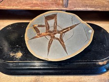 Septaria avec calcite - calcite, lorraine