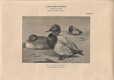 Stampa antica ANATRA MORIGLIONE Aythya ferina 1895 ca. Antique print