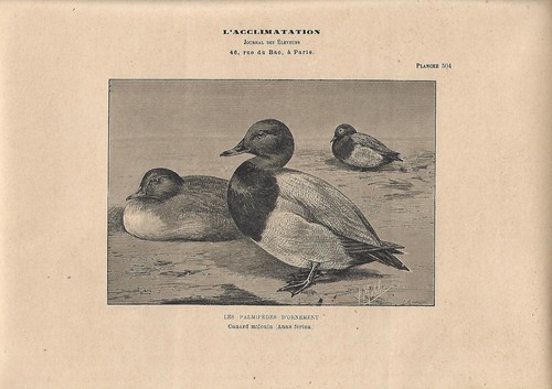 Stampa antica anatra - stampa,