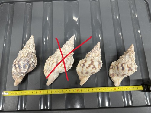 Charonia tritonis piccola 11 - piccola,