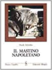 Mastino napoletano imbimbo - il,