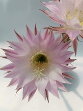 Echinopsis oxygona cactus - oxygona,