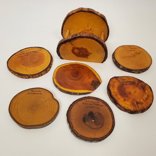 Set sottobicchieri esemplari