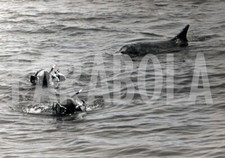 Foto vintage Delfini scherzano