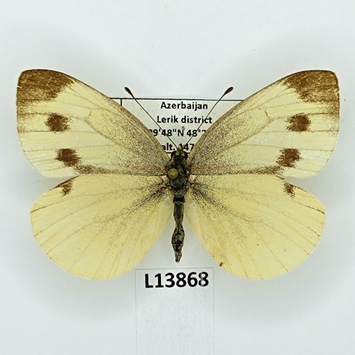 Pieridae pieris rapae - pieridae,,