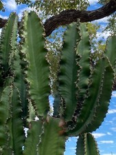 lot of 2  African Milk Tree