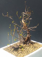 Pre Bonsai Carpino Nero