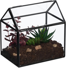 Terrario Piante, Mini Serra in