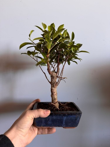 Bonsai ficus retusa - bonsai, di