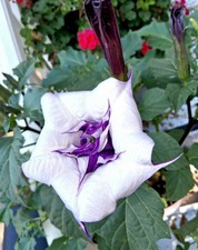 4 Varities Of Datura Seeds