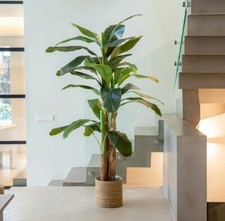 Albero pianta banano 80m - banano, 1.80m