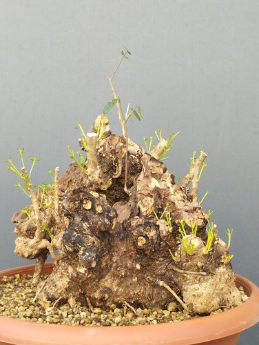 Bonsai olivastro 30x30cm - bonsai,