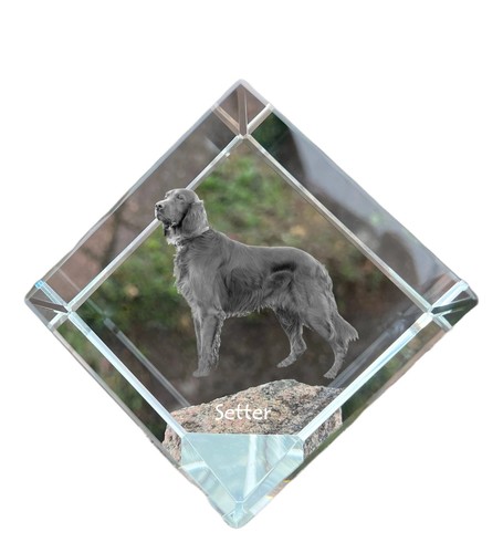 Setter inglese dado - inglese,