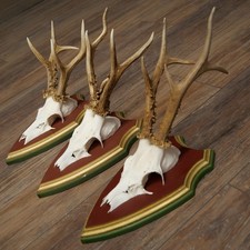 Corna Di Capriolo 3X Caprioli