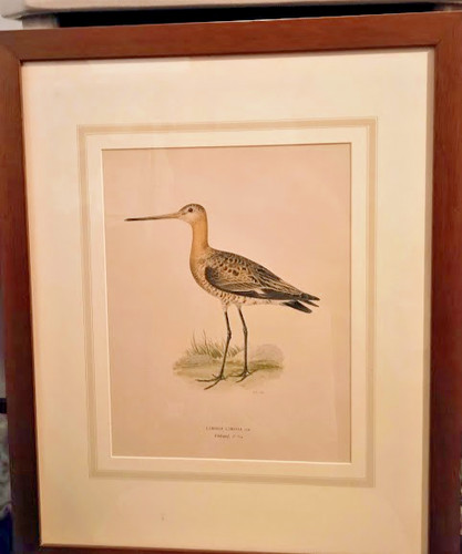 Limosa von - , (pittima