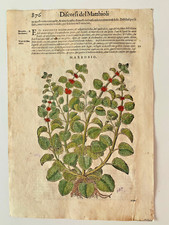 MATTIOLI Xilografia 1500