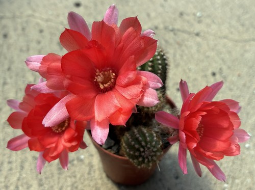 Chamaecereus hybrid rosso - hybrid,