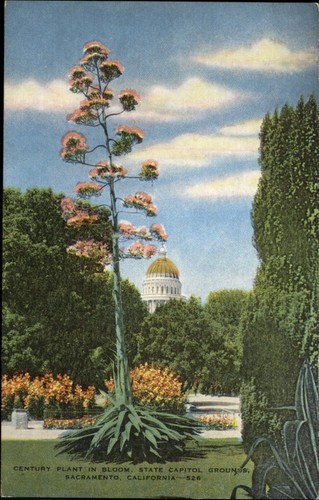 Cartolina century plant - cartolina,