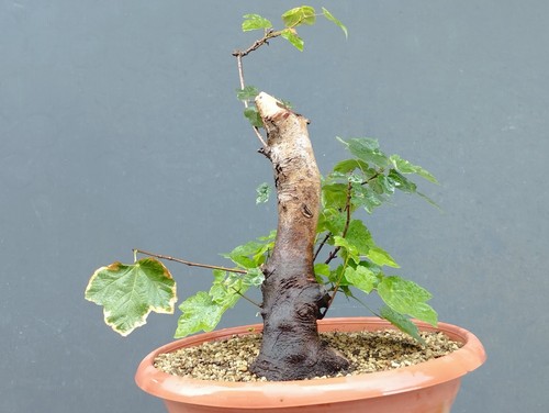 Pre bonsai acero campestre - pre-bonsai, di