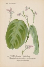 Radice freccia (Maranta