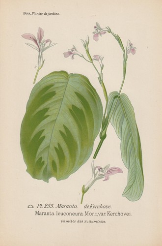 Radice freccia maranta - freccia, (maranta