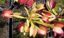 Pianta carnivora Dionaea