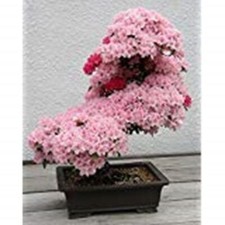 Bonsai semi sakura - di,