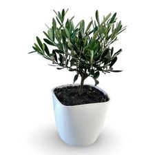 Piantina di Ulivo simil bonsai