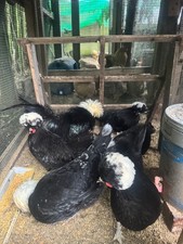 10 Uova fertili olandese