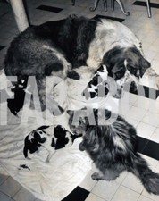 Foto vintage Animali, Cani, San Bernardo, cuccioli, 1963, stampa 21 x 15 cm