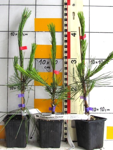 Pinus densiflora pendula - pinus,