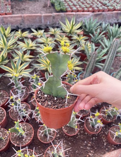 1pz euphorbia trigona radice - 1pz,
